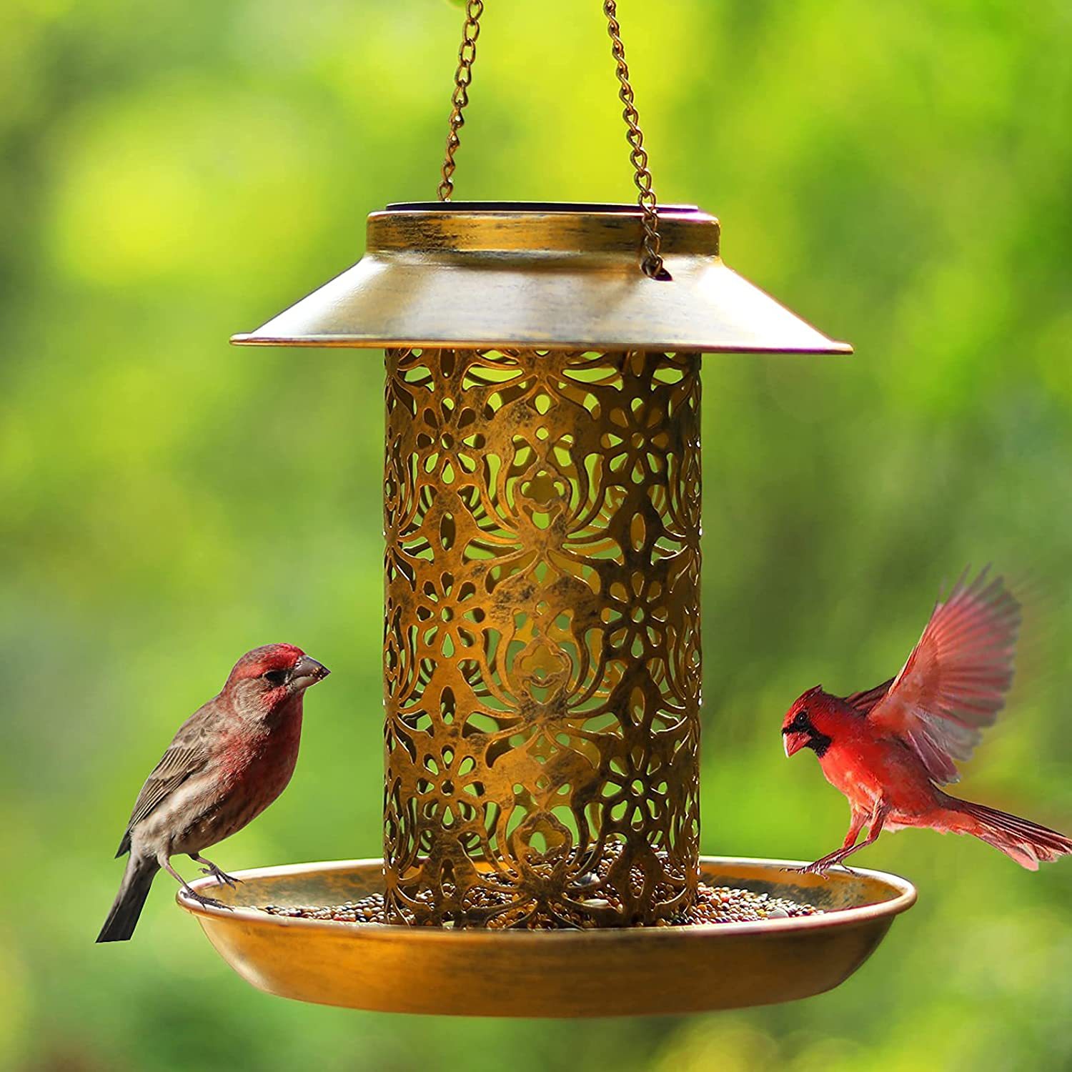 Casa para pájaros colgante, co - Outdoor Lighting Ideas For Backyard reseña y precio